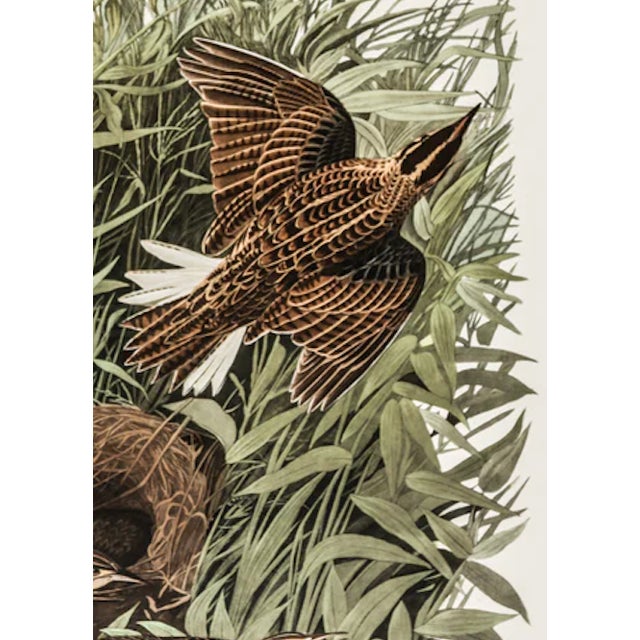 Illustration 1980s The Abbeville Press Edition of the Meadow Lark (Plate 136) From the Birds of America by John James Audubon For Sale - Image 3 of 6