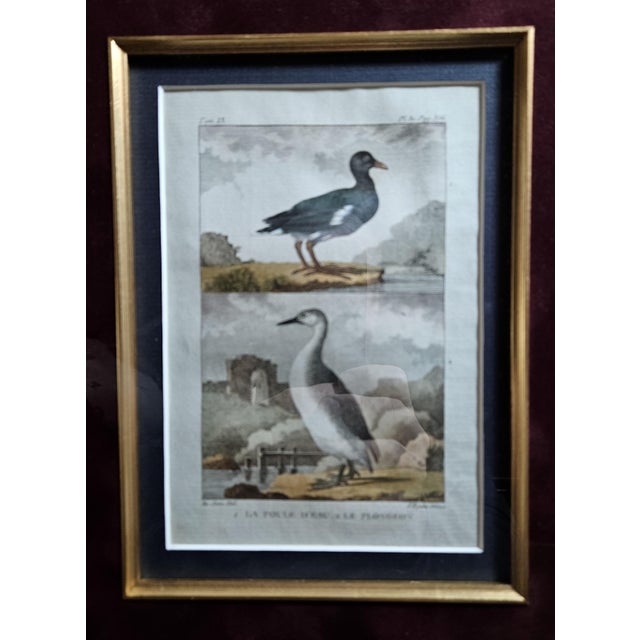 Late 19th Century Late 19th Century Antique French Bird Prints For Sale - Image 5 of 11
