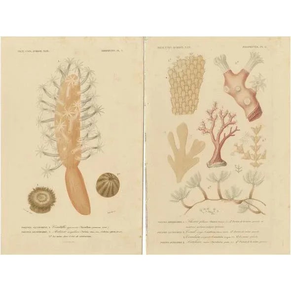 Hand-Colored Zoophytes, 1849, Paper, Set of 2 For Sale - Image 6 of 6