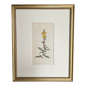 Antique Original Hand Colored Curtis Floral Botanical Etching