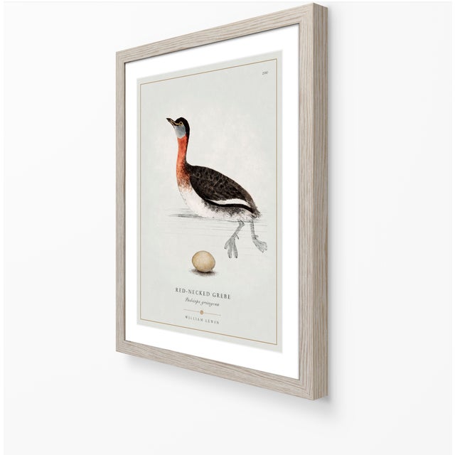 Not Yet Made - Made To Order William Lewin 1789 Waterbirds Fine Art Gallery Board Print - The Red Necked Grebe For Sale - Image 5 of 12