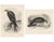 Lilian M. Medland, Honey Buzzard Bird, 1908, Monochrome Ornithological Plates, Set of 2 For Sale - Image 11 of 11
