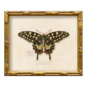 Reproduction Vintage "Garden Friends" Art Print (16), Framed Butterfly