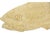 Wood Hand Carved Wood Fish For Sale - Image 7 of 9