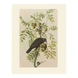 1966 Vintage Cottage Print "American Crow" After John James Audubon