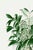 Paper Vintage Palm Tree Illustration, Botanical Art Print Reproduction, 32" X 48" For Sale - Image 7 of 10