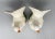 White Mid Century Italian White Dove Birds - a Pair For Sale - Image 8 of 13