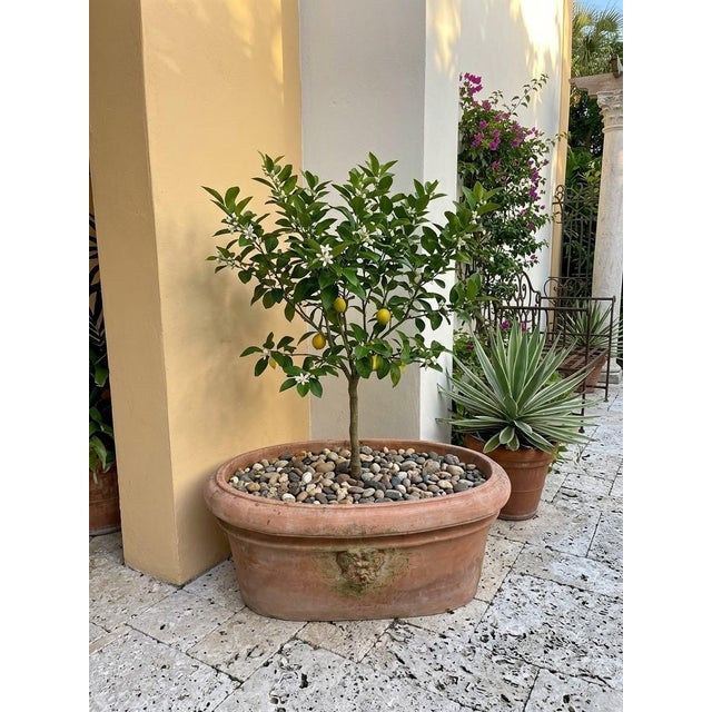 Vintage Italian Tuscan Style Terracotta Oval Planter Trough With Mascaron Relief For Sale - Image 9 of 12