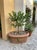 Vintage Italian Tuscan Style Terracotta Oval Planter Trough With Mascaron Relief For Sale - Image 9 of 12