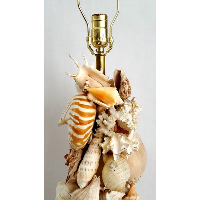 Lamp Shells Seashells For Sale - Image 9 of 14