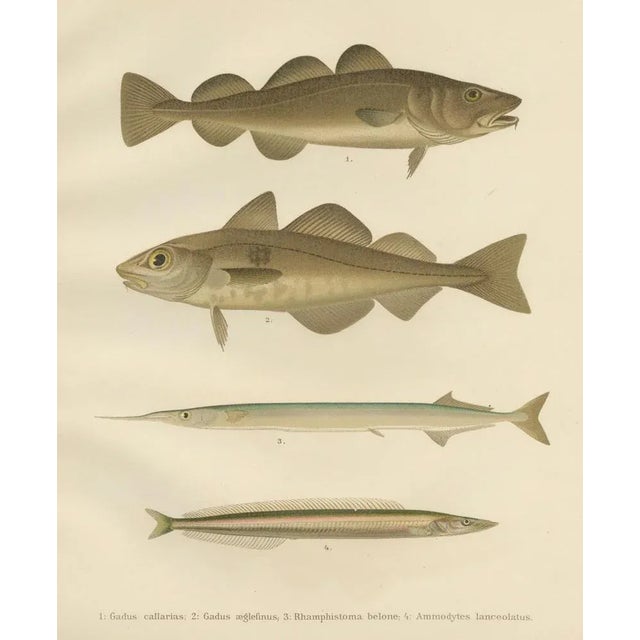Paper Aeg, Scandinavian Fish, 1895, Lithograph For Sale - Image 7 of 10