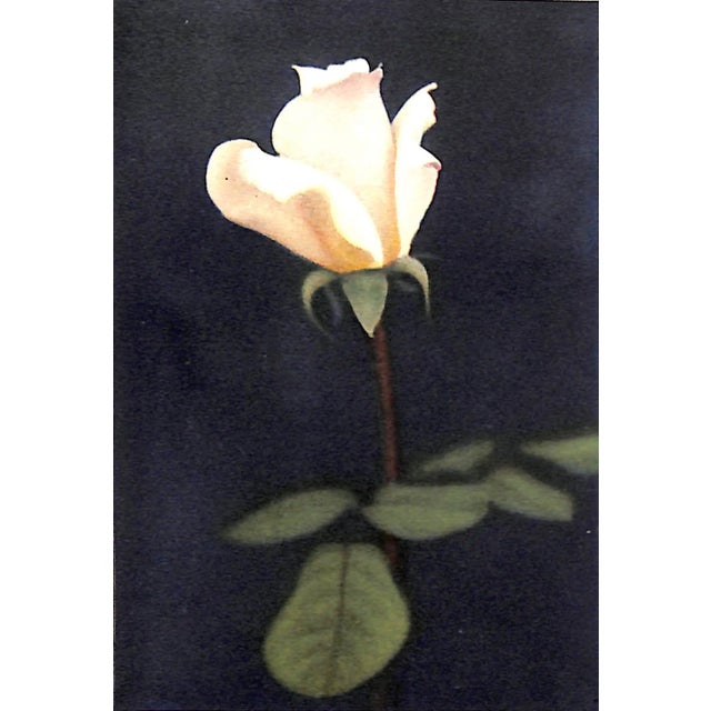 "The Practical Book of Outdoor Rose Growing" 1915 Thomas, George C. Jr For Sale - Image 4 of 10