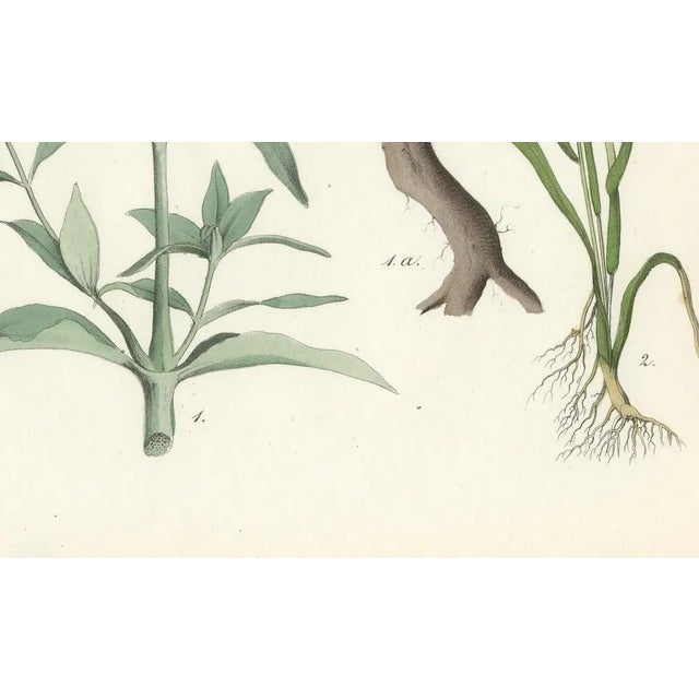 Calwer, Hand-Colored Botanical Lithograph of Soapwort and Yellow Asphodel, 1854, Print For Sale - Image 3 of 6