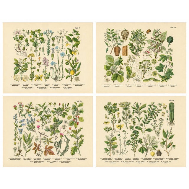 German Botanical Plates, Wildflowers & Medicinal Plants, Stuttgart c.1890 : A visually engaging and scientifically rich...