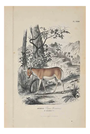 Paul Gervais, Equus Hemionus, Original Lithograph, 1854