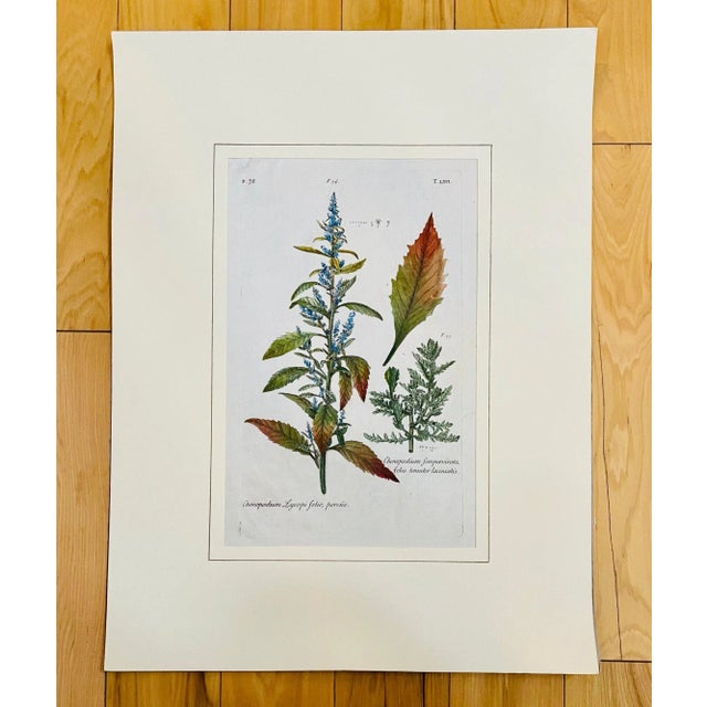 Antique Xilografia (Woodcut) by Mattioli Pietro Andrea Woodcut on Paper. Print is matted and ready to be framed....