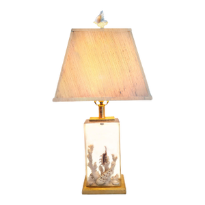Lamp Shells Seashells