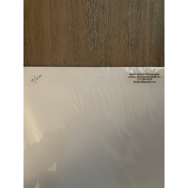 Contemporary Lot of 3 New Matted B&w Original Photographs Signed by Robin Rebeck For Sale - Image 6 of 16