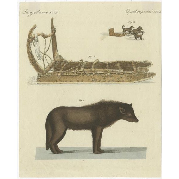 Antique print of a dog from Baffin Bay, located between Baffin Island and the west coast of Greenland. Top image shows a...