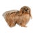 Mid-Century Steiff Studio Size Pekinese Store Display Model, Made in Germany For Sale