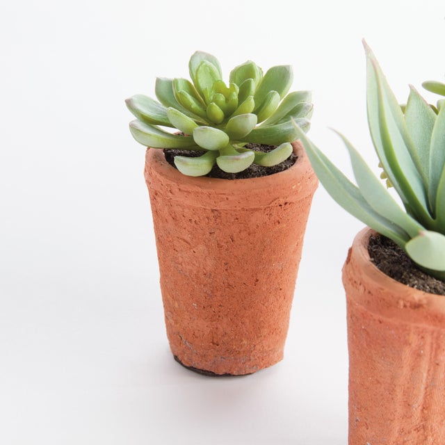 Green Potted Succulents 8.5", Set Of 6 For Sale - Image 8 of 9