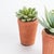 Green Potted Succulents 8.5", Set Of 6 For Sale - Image 8 of 9