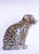 Large Italian Glazed Majolica Leopard Cub, 1950s For Sale - Image 13 of 14
