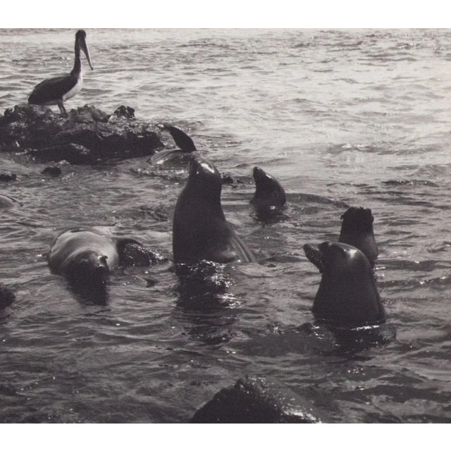 Hanna Seidel (1925 to 2005) lived and worked in Argentina for many years. She was a world traveller, journeying to South...