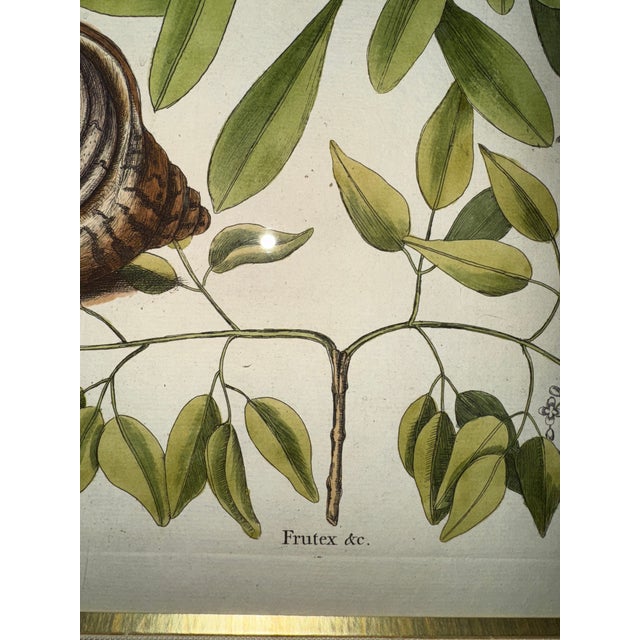 English Mark Catesby (English, 1679–1749), Hand Colored Copper Plate Engraving Titled “The Sea Hermit Crab, Frutex,” For Sale - Image 3 of 9