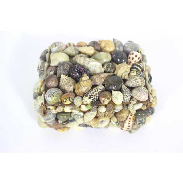 Nautical Vintage Snail Shell Encrusted Box For Sale - Image 3 of 11