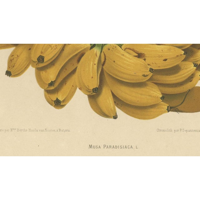 Gold Sheep van Nooten, Banana Botanical, 1880, Chromolithograph For Sale - Image 8 of 9