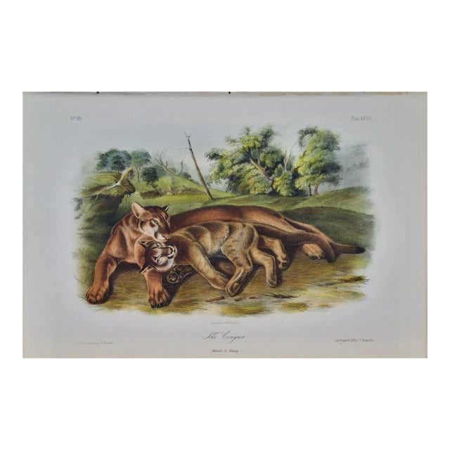 Audubon Cougar, Female and Young: An Original Audubon Hand-Colored Lithograph, 1849-1854 For Sale