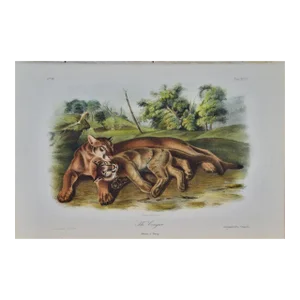 Audubon Cougar, Female and Young: An Original Audubon Hand-Colored Lithograph, 1849-1854