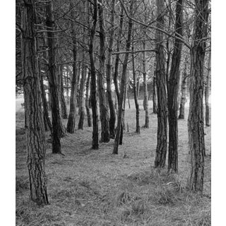 Forest Black and White Photo by Garo 70s For Sale