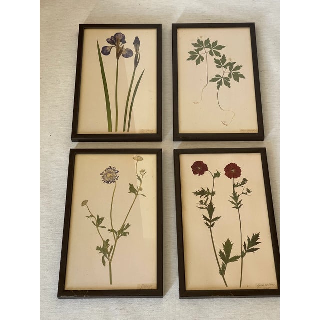 1960s 1960s 4 S Botanical Chromolithographs Katarina Fine For Sale - Image 5 of 8