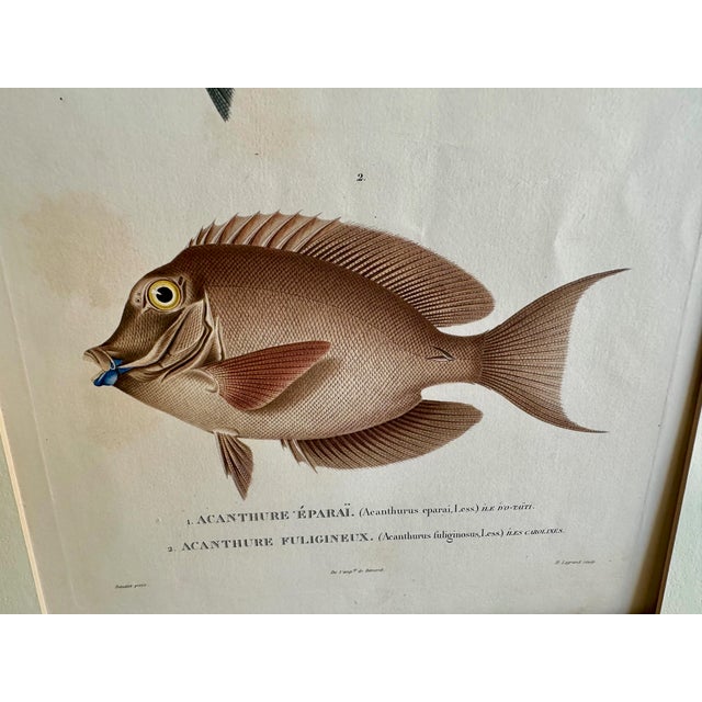 Sculpture Materials Set 3 Hand-Colored Engraving - Captain Duperry "Voyage De La Coquille" 1826 For Sale - Image 7 of 18