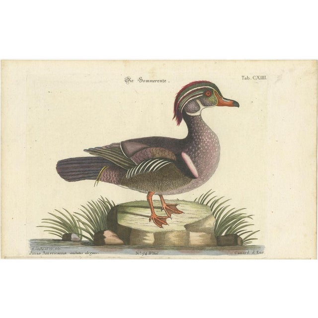Seligmann after Mark Catesby, Wood Duck, 1770, Print For Sale - Image 13 of 14