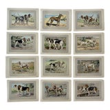 1907 French Photogravure Prints - Collection of Twelve Hunting Dogs #2 For Sale