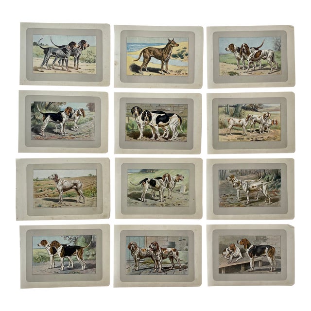 1907 French Photogravure Prints - Collection of Twelve Hunting Dogs #2 - For Sale