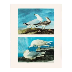 1966 Vintage Cottage Print "American Gull and Iceland Gull" After John James Audubon