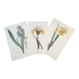 1990s Iris Blossoms, Royal Botanical Gardens, Kew England Lithograph Prints - Set of 3