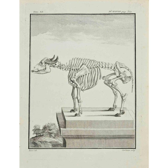 The Skeleton is an etching made in 1771 by Claude Jardinier. Signed on the plate. The artwork Belongs to the suite...
