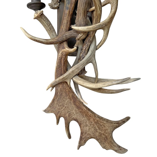 Pair of Fallow Deer Antler Sconces For Sale In Chicago - Image 6 of 13