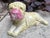 1940s Vintage Chinese Chinoiserie Porcelain Shar Pei Dog Figure For Sale - Image 5 of 6