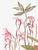 Chinoiserie "A Little Bird Told Me" Tropical Chinoiserie by Allison Cosmos For Sale - Image 3 of 6