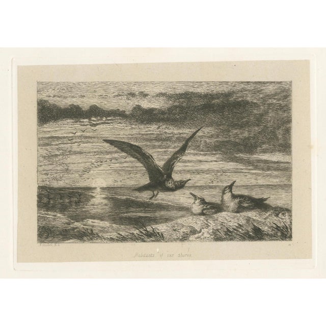 After R. Ansdell, Seagulls at Sunset on Coastal Cliffs, Etching, 1872 For Sale - Image 4 of 9