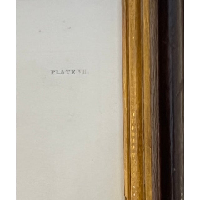 Antique Shell Engraving in Deep Inset Frame For Sale In San Francisco - Image 6 of 11