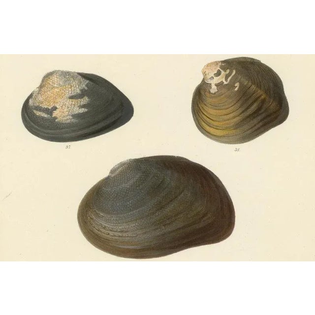 Brown Sowerby, Shell Lithographs Unio Hand-Colored Plates, 1800s, Paper, Framed, Set of 2 For Sale - Image 8 of 9