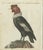Title: "Andean Condor (Male) - Majestic Vultur gryphus Illustration by Bertuch, 1805" This exquisite hand-colored...