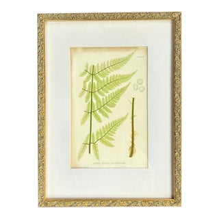 Old Fern Lithograph, Print, Framed For Sale